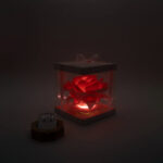 Rosa Roma piccola rosa - immagine 2