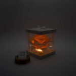 Rosa Roma piccola giallina - immagine 4