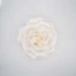 Rosa Roma bianca - immagine 4