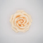 Rosa Roma rosa chiaro - immagine 3
