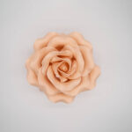 Rosa Roma cipria - immagine 4