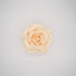 Rosa Roma piccola giallina - immagine 3