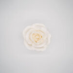 Rosa Roma piccola bianca - immagine 3