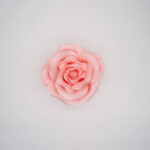 Rosa Roma piccola rosa - immagine 4