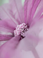 PIROUETTE margherita gigante in organza - immagine 3