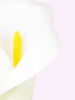 PURA calla gigante - immagine 2
