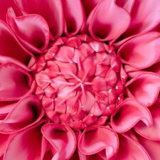D001 DALIA FUCSIA d