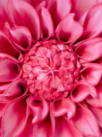 ROLLY delia gigante - immagine 4
