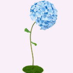 BLOOM ortensia gigante