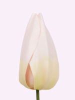 FLÛTE tulipano gigante - immagine 2