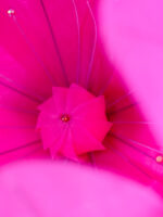 BORA anemone gigante in organza - immagine 3