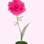BORA anemone gigante in organza