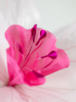 BIJOU narciso gigante in organza - immagine 2